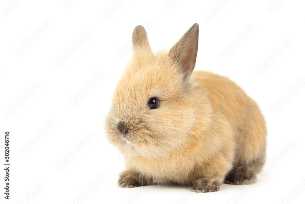 Bunny rabbit isolated on white background - obrazy, fototapety, plakaty 