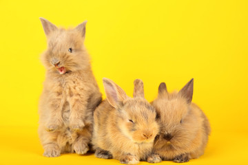 Wall Mural - Bunny rabbits on yellow background