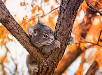 Sticker - portrait of a cute striped kitten climbing a tree in a Sunny garden and funny playing