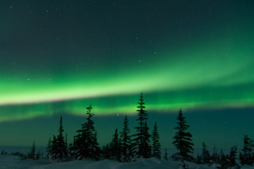 Wall Mural - northern lights in canada