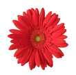 Beautiful red gerbera flower