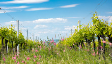 Floral Spacing In Organic Vineyard Near Velke Bilovice, Moravia, Czech Republic