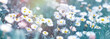 Flowering medow floower, daisy flower in spring