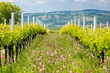 © Richard Semik - floral spacing in organic vineyard near Velke Bilovice, Moravia, Czech Republic
