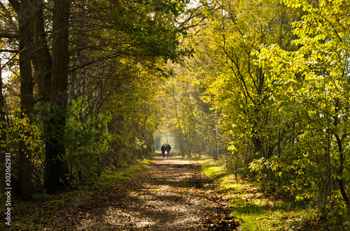 Fotomural Autumn walk in a moor, an area of nature protection in Norderstedt, Germany