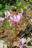 Fototapeta Kwiaty - Pink purple wild cyclamen growing in Croatia.