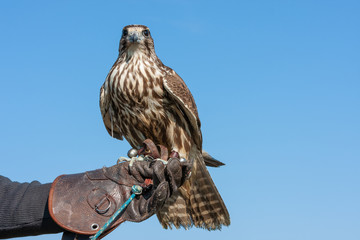 saker falcon on a falconer's glove