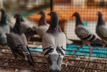 Pigeon Birds Standing Together With Friends.Pigeons Sitting.Isolated Pigeons.Portrait Of Birds