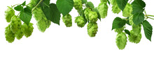 Green Hop Plants, Isolated On White Background.  Ripe Green Hop Cones, Beer Brewing Ingredient. Common Hop.