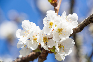 Sticker - White flowers of cherry tree