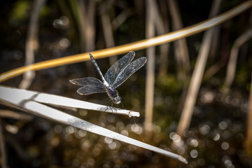 Magical dragonfly on a hot summer day.