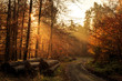 Waldweg im Herbst mit Strahlen der Morgensonne