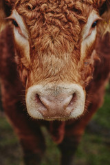 portrait of a cow