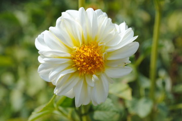 white flower in the garden