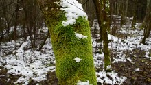 Mossy Tree Trunk In The Forest In Late Autumn