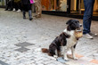 Border collie holds a small basket in busy street