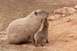Mom capybara with her kid
