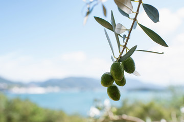 Wall Mural - Olive tree against blue sea and sky, Shodoshima Island in Kagawa, Japan　オリーブの木と瀬戸内海 香川県・小豆島
