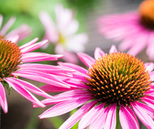 Beautiful Lighting On A Hot Summer Day Of Pink Coneflowers