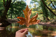 Autumn leaf in front of river in Prokopi, Evia
