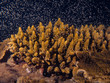 Acropora coral spawning on Magnetic Island