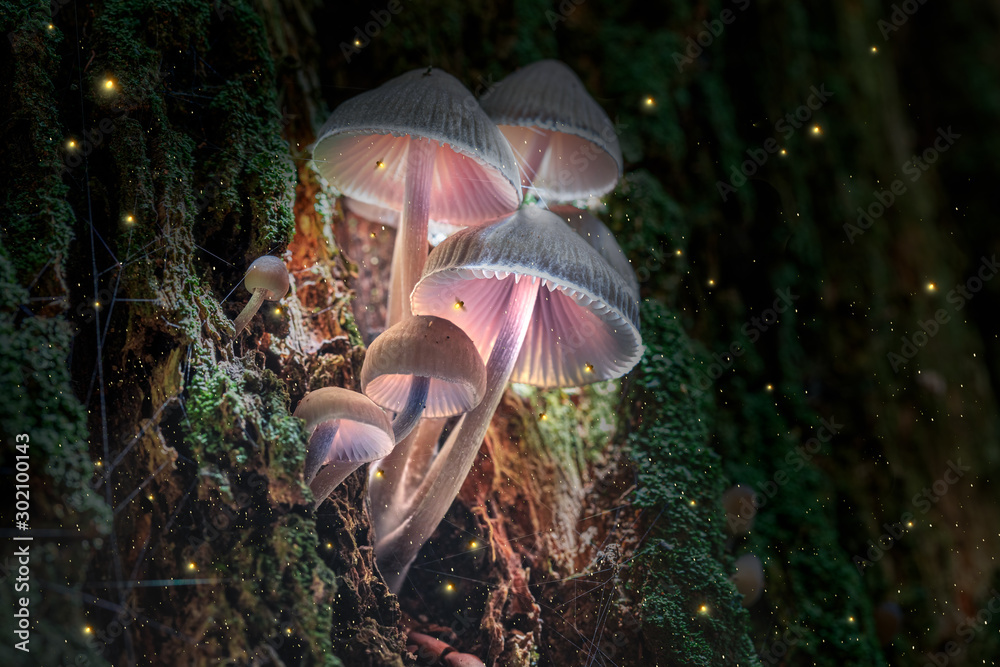 Glowing violet mushrooms on bark in dark forest with fireflies - obrazy, fototapety, plakaty 