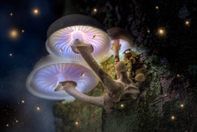 Magic Violet Mushrooms On Tree In Dark Forest With Fireflies