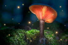 Glowing Orange Mushrooms On Moss In Dark Forest With Fireflies
