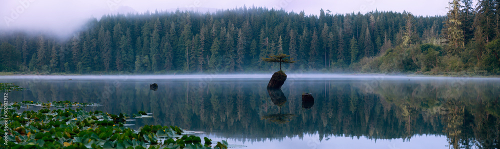 Panoramic View of an Iconic Bonsai Tree at the Fairy Lake during a misty  summer sunrise. Taken near Port Renfrew, Vancouver Island, British  Columbia, Canada. Stock-foto | Adobe Stock