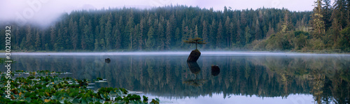 Fototapeta na szkło Panoramiczny widok kultowego drzewa Bonsai nad jeziorem Fairy podczas mglistego letniego wschodu słońca. Wykonano w pobliżu Port Renfrew, Vancouver Island, Kolumbia Brytyjska, Kanada.