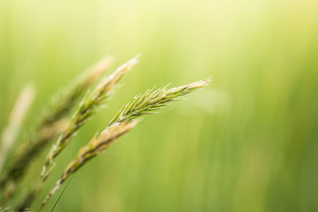 wheat field, grass nature background with sunlight