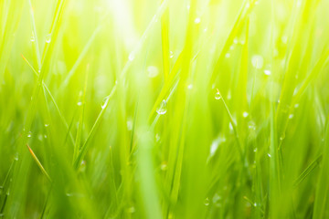 Fresh lush green grass on meadow with drops of water dew in morning light in spring summer outdoors close-up macro, panorama. Beautiful artistic image of purity and freshness of nature, copy space.