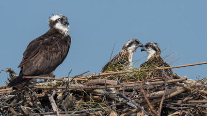 Wall Mural - A female Osprey perched in her nest with her two nestling.
