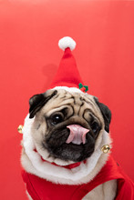 Adorable Pug Wearing Santa Hat And Santa Costume In Christmas Day Ready To Celebrated With Owner On Red Background,Christmas And New Year Concept