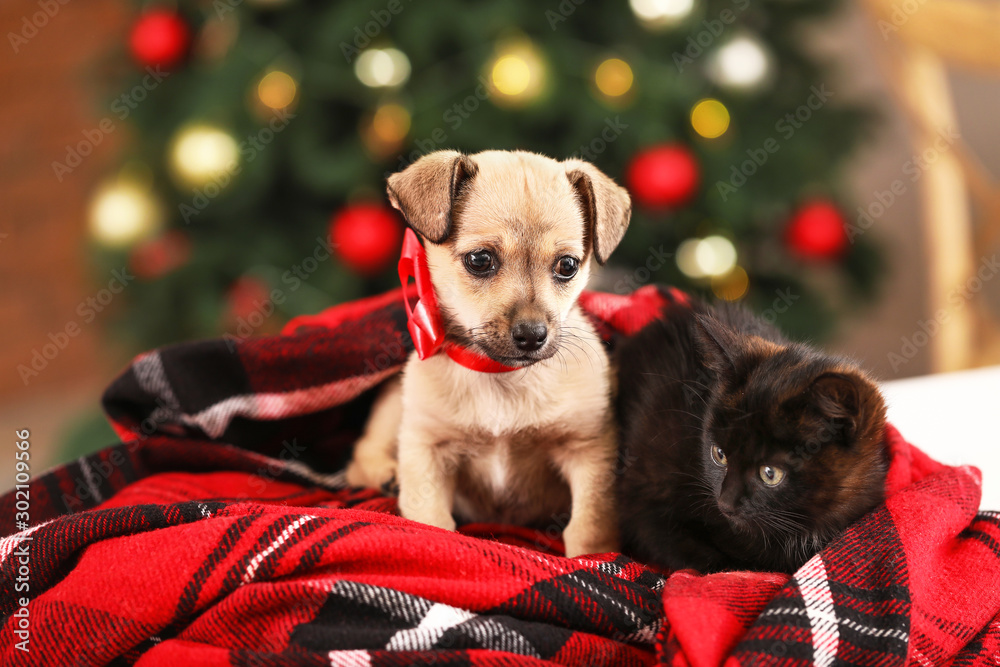 Cute kitten with puppy at home on Christmas eve