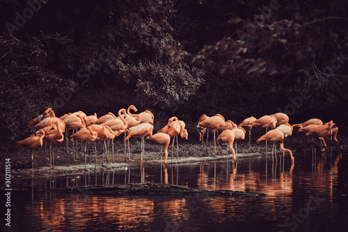 Fototapety Flamingi  flaming-stojacy-w-wodzie-z-odbiciem