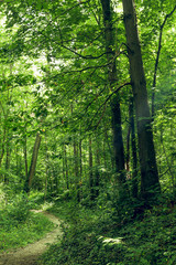  Green Forest 