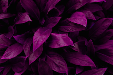 abstract purple leaf texture, nature background, tropical leaf