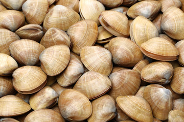 Stacked fresh raw clams background