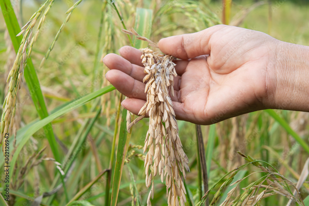 Rice Blast Disease . Rice diseases and damage, rice grains, and paddy ...