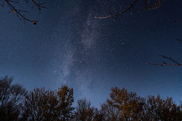 Wall Mural - milky way on starry sky above the tree crowns