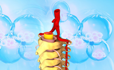 Wall Mural - Human vertebrae anatomy science background. 3d illustration