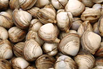 Wall Mural - fresh raw Surf clam background