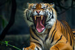 A proud Sumatran Tiger with a huge growl and baring teeth
