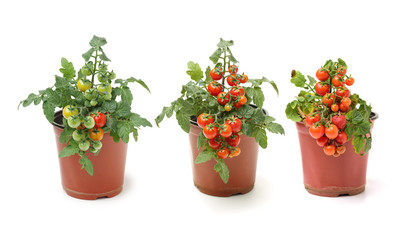 Wall Mural - Fresh cherry tomato plant in a jar on white background