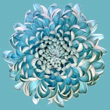 Closeup Illustration Of A Big Blue And White Flower On A Blue Background