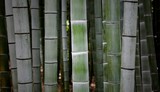 Fototapeta Sypialnia - Closeup shot of fresh tall bamboo branches growing