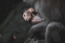 Portrait Of Baby Long-tailed Monkey Holding On To Mother