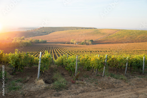 Fotografía Beautiful landscape of Vineyards in Tuscany