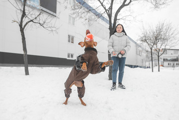 Wall Mural - Girl and a dressed dog on a leash play winter in the snow. Photo of a dog jumping over the ball and catching. Woman with a dog strolls along the street in the winter and plays a ball. Dog in a jump.